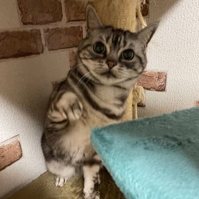 🔮ゆずタン🔮-🚀-🐱-さんのプロフィール画像