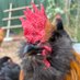 The Buffalo Chicken Ranch (@magafirewood) Twitter profile photo The Buffalo Chicken Ranch (@magafirewood) Twitter profile photo