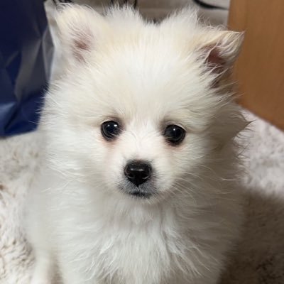 napiiyyy's profile picture. valoやってます。res/SHAKA