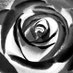 Rose Ford (@rosecoloredfact) Twitter profile photo Rose Ford (@rosecoloredfact) Twitter profile photo
