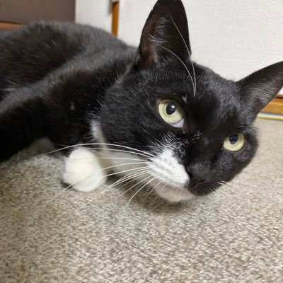 猫を探しております。8月17日、岩手県紫波郡矢巾町で行方不明になりました。見かけた方、何かご存知の方、DM頂けますと大変助かります。拡散よろしくお願いいたします。お一人ずつに感謝できず申し訳ありません。ご協力ありがとうございます。