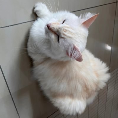 teojingthong's profile picture. 