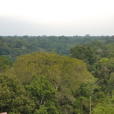 Project by Jose A. Rafael (INPA-Manaus) and Dalton S. Amorim (USP-Ribeirão Preto) - funded by FAPESP and CNPq-INCT (photo, Craig Cutler)