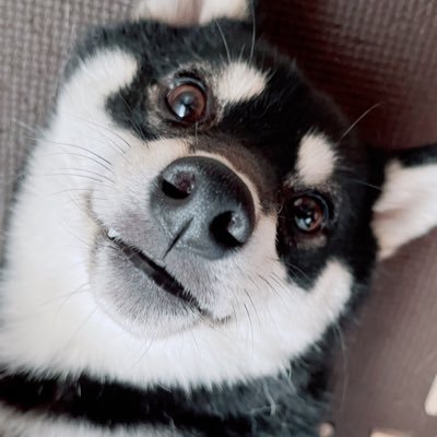 kurochai218736's profile picture. 30代3児のママ☻/黒柴/犬派だけど猫もスキ/趣味☺︎小物作り/ジョギング/漫画♡いろんなジャンル/怪物事変/今世は当主になりますetc/アニメ⚯名探偵コナン/スイーツ♥︎ラーメン/気軽によろしくお願いします☻