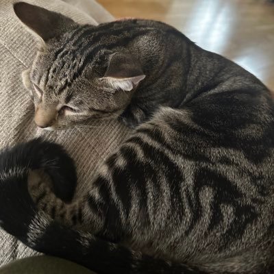 robloxfoxesyt's profile picture. Hello💕 -❣️ ~ 18