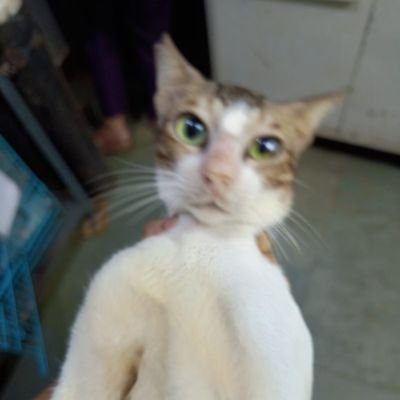 sexcwatermelon's profile picture. she/her, active man hater