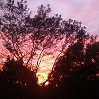 Sharon Westphal (@birdlifesharon) 's Twitter Profile