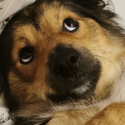 Memeriaitaliana's profile picture. Per tutti i gusti