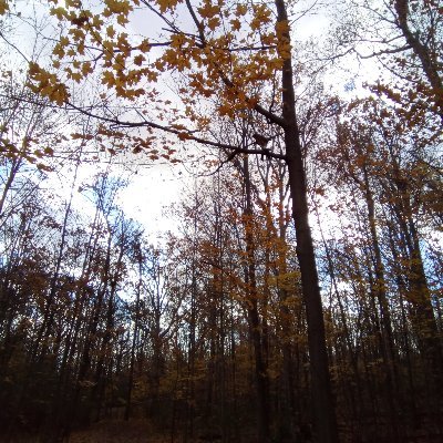 AFatLossJourney's profile picture. I tweet videos from my new Youtube channel which aims to inspire you with my journey into improved body composition!