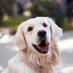 Dogs To Make You Happy (@happydogsonx) Twitter profile photo Dogs To Make You Happy (@happydogsonx) Twitter profile photo