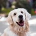 Dogs To Make You Happy (@HappyDogsOnX) Twitter profile photo