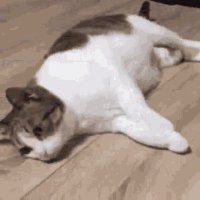 _Naveen (@nxveen_) 's Twitter Profile