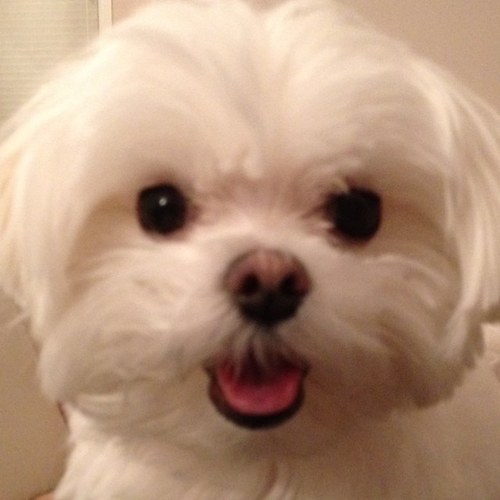 ianko0_0's profile picture. 