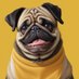 Pavelthepug (@pavelthepug) Twitter profile photo