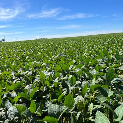 ErickHeinze239's profile picture. Ing. Agronomo