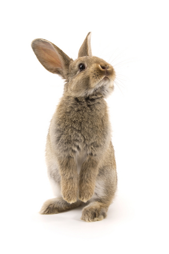 Happily vegan for the animals. I enjoy sharing cruelty-free living ideas with compassionate people. Bring peace to all beings ~ Save our earth ~ GO VEGAN!!