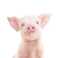 Piglet 🧬 (@depauper8) 's Twitter Profile