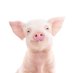 Piglet 🧬 (@depauper8) Twitter profile photo Piglet 🧬 (@depauper8) Twitter profile photo