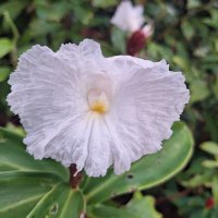 gre Gre (@perlagre) 's Twitter Profile Photo