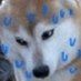 Mads 🐶 (doggy era) (@antimadss) Twitter profile photo
