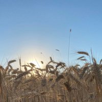 Ümmügülsüm Bayraktar (@umus190706) 's Twitter Profile