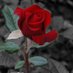 Abdel Salam Al-Radfani (@abdelradfani) Twitter profile photo Abdel Salam Al-Radfani (@abdelradfani) Twitter profile photo