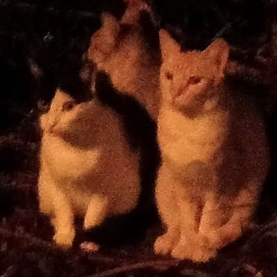 laiamass_'s profile picture. IG: laia.mas_ ᵕ̈