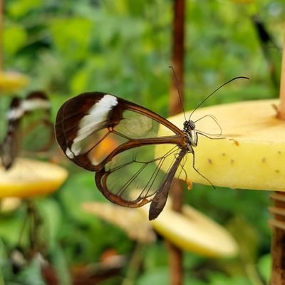 bohemianights's profile picture. 𝑃𝑒𝑟 𝑎𝑠𝑝𝑒𝑟𝑎 𝑎𝑑 𝑎𝑠𝑡𝑟𝑎.