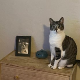 the_Real_Friday's profile picture. American Domestic Tabby.