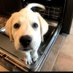 itsadogslife (@oclmer) Twitter profile photo itsadogslife (@oclmer) Twitter profile photo