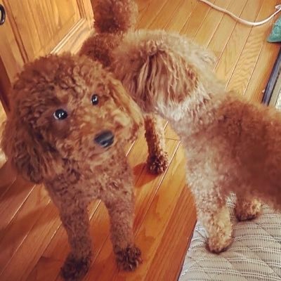 Lookingfor18558's profile picture. 迷い犬を探しています。 埼玉県深谷市常盤町 の常盤公園から逃げたトイプードルを探しています。