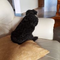 SoyLomoPlateado (el original) (@mollejit) 's Twitter Profile