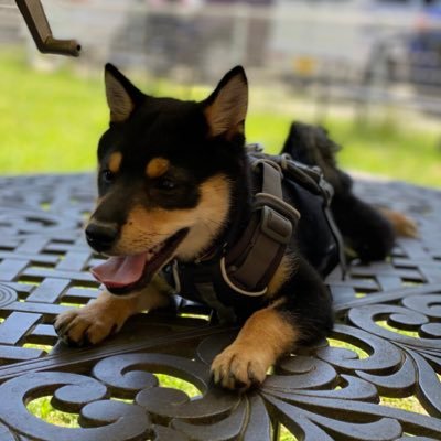 cafe_engineer_'s profile picture. Senior Solutions Architect @DatabricksJP | キャリア、技術、資産運用や愛犬（豆柴）について雑多 | Opinions are my own