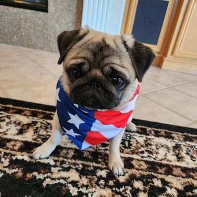 Bella4Trump's profile picture. Christian Patriot 🇺🇸 America First 🇺🇸 #MAGA 🇺🇸 #BacktheBlue 🇺🇸 Bless Israel  🚫 DMs