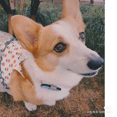 爱吃香菜叶（互关fo必回）