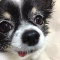 遠い空からクルミと二人で見守ってください (@minokan) 's Twitter Profile Photo 遠い空からクルミと二人で見守ってください (@minokan) 's Twitter Profile Photo