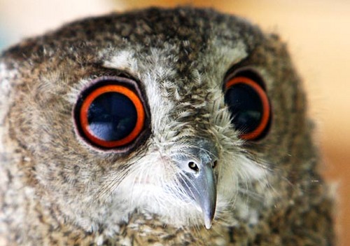 onszin's profile picture. Facta non verba