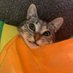 The Feline Report (@thefelinereport) Twitter profile photo The Feline Report (@thefelinereport) Twitter profile photo