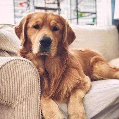 Goldenretrievea Profile Picture