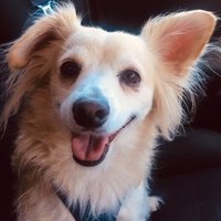 🇺🇸HippiePatriots🇺🇸 (@hippiepatriots) 's Twitter Profile