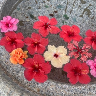 midomido2489552's profile picture. リアルでは言えないこと多いです。間違いや勘違いもあります。でも思いのままにつぶやきます。