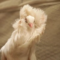 Midoh (@midohb) 's Twitter Profile