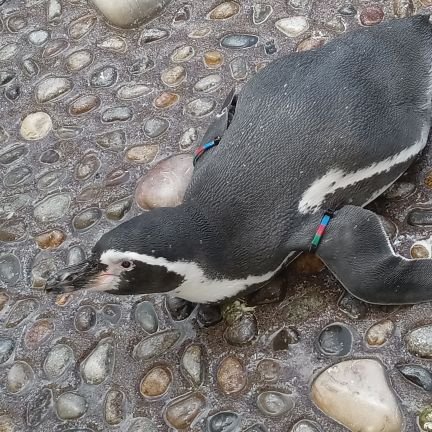 har1038029's profile picture. 終（つい）ったー。