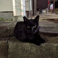 😺猫動画のにゃんこっ子(@KUroKIziW) 's Twitter Profile Photo