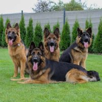 All About German Shepherds(@all_about_gsd) 's Twitter Profileg