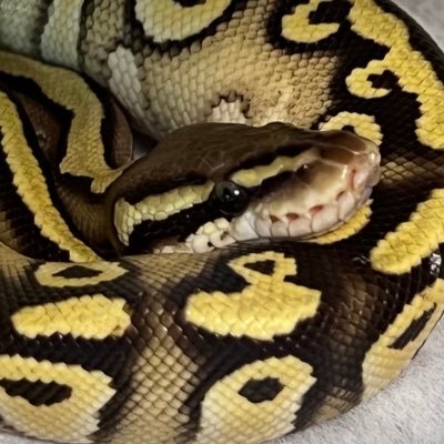 はちゅーるい垢(ふだんはVRとかダンスとか。)ボールパイソン4、グリーンパイソン2、カーペットパイソン、レオパとクレスとムカデとタランチュラとサソリとコオロギとのせいかつ🐍🦎🕷️🦂🐛🖤♡🖤
