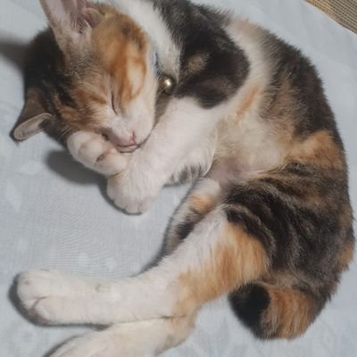 子持ちねこです。
プレゼントのリツイート専門。
ずっとスピッツのファンで生きています☆
２歳になる猫ちゃん♀️を飼ってます(=ﾟωﾟ=)　今の推しは、瓜を破るという漫画💕　
マサムネさん😟お大事にしてくださいね((〃´д｀〃))