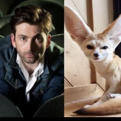 Daily David Tennant as a Fennec Fox