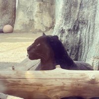 Ugc_Sylvie (@fuzzybush_mae) 's Twitter Profile