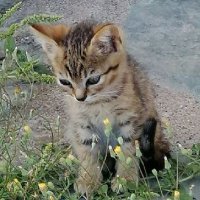 Wild & Amazing Nature(@CateFact) 's Twitter Profile Photo